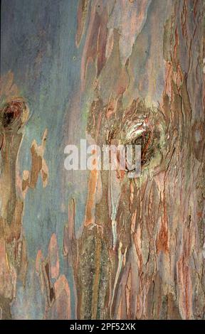 Cidre Gum Eucalyptus, famille Myrtle, Eucalyptus gunnii Bark Banque D'Images
