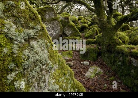 Chêne anglais laqué antique (Quercus sp.) Croissance parmi les rochers recouverts de mousse dans l'habitat des bogs, réserve naturelle nationale de Black-a-Tor Copse Banque D'Images