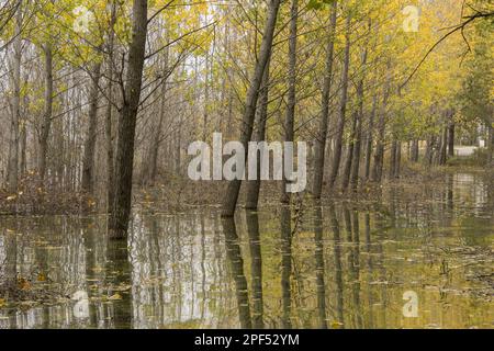 Peuplier noyé (Populus sp.) Plantation sur la rive du lac Doirani, à la frontière avec la République de Macédoine, Macédoine, Grèce Banque D'Images