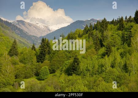 Vue sur l'habitat forestier mixte, avec le hêtre cuivré (Fagus sylvatica) et l'épinette européenne (Picea abies), vallée de la rivière Rilska, près du monastère de Rila, Rila Banque D'Images