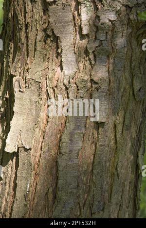 Antarctique Beech méridional (Nothofagus antarctique), écorce Banque D'Images