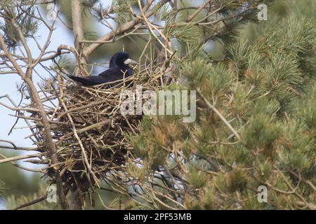 Rok (Corvus frugilegus), adulte, assis sur un nid dans un nid de pin Scotch scots (Pinus sylvestris), Berwickshire, frontières écossaises, Écosse, Uni Banque D'Images