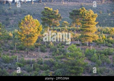 Colline avec Gum Cistus (Cistus ladanifer) et replantation d'arbres indigènes (Fagaceae sp.) Espèces de pin de pierre isolé (Pinus pinea), après Banque D'Images