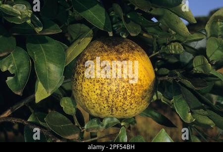 Pamplemousse (Citrus x paradisi) endommagé par la rouille des agrumes (Phyllocoptruta oleivora) Banque D'Images