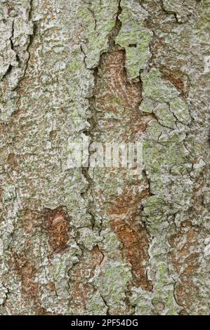 Keaki (Zelkova serrata) gros plan de l'écorce, dans le jardin, Cambridgeshire, Angleterre, Royaume-Uni Banque D'Images