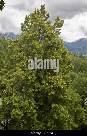 Grande-feuille de chaux (Tilia platyphyllos) habitude, croissant dans des falaises de calcaire, Bled, Alpes juliennes, Slovénie Banque D'Images