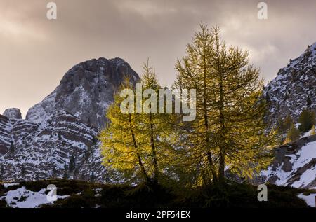 L'habitude Larch européen (Larix decidua), avec aiguilles en couleur d'automne, rétroéclairé à l'aube, Passo di Valles, Dolomites, Alpes italiennes, Italie Banque D'Images