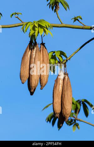 Kapok (Ceiba pentandra) gros plan des semis, Palawan, Philippines Banque D'Images