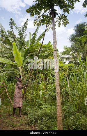 Pawpaw (Carica papaye), femme avec un long bâton battant des fruits mûrs hors de l'arbre, Kenya Banque D'Images