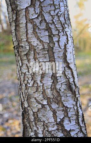 Vue rapprochée du tronc (Pyrus pyraster), croissant dans les bois, plantation Vicarage, Mendlesham, Suffolk, Angleterre, Royaume-Uni Banque D'Images