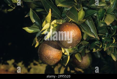 Orange (Citrus sinensis) fruit endommagé par la rouille des agrumes (Phyllocoptruta oleivora) Banque D'Images