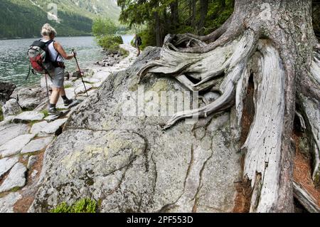 Racines de pin de pierre (Pinus cembra) sur la roche, avec des randonneurs passant sur un chemin au bord du lac de montagne, lac Morskie Oko, Tatra N. P. Tatra Banque D'Images