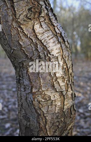 Vue rapprochée du tronc (Pyrus pyraster), croissant dans les bois, plantation Vicarage, Mendlesham, Suffolk, Angleterre, Royaume-Uni Banque D'Images