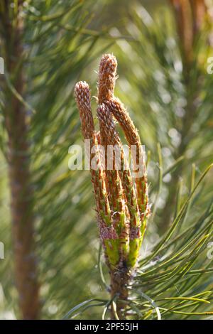 PIN écossais (Pinus sylvestris), PIN écossais, PIN écossais, PIN écossais gros plan de nouvelles pousses, Powys, pays de Galles, Royaume-Uni Banque D'Images