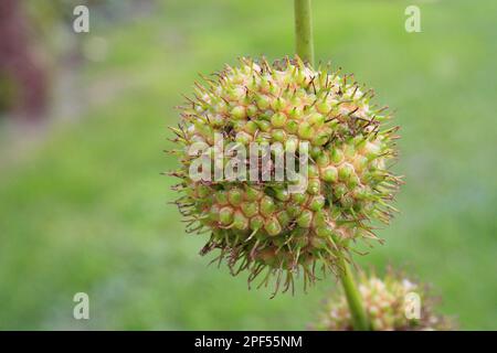 London plane (Platanus x hispanica) gros plan des fruits, dans le jardin, Suffolk, Angleterre, Royaume-Uni Banque D'Images