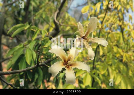 Soie de soie de soie de soie (Ceiba speciosa) forme jaune, gros plan de fleurs, Malte Banque D'Images