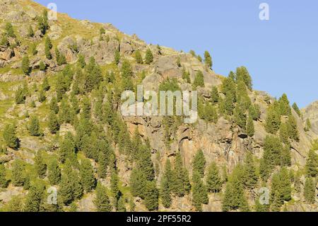 Arolla Pine (Pinus cembra) habit, forêt se développant parmi les roches en pente dans l'habitat de montagne, Alpes italiennes, Italie Banque D'Images