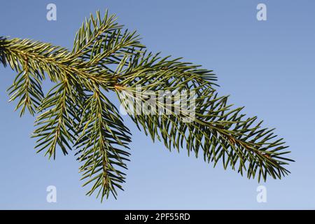 Norvège Spruce (Picea abies) gros plan des feuilles, arbre de noël cultivé commercialement, Suffolk, Angleterre, Royaume-Uni Banque D'Images