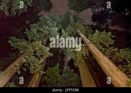 séquoias de la côte (Sequoia sempervirens), en route vers la canopée, en forêt avec ciel étoilé, parc national Humboldt Redwoods, avenue de la Banque D'Images