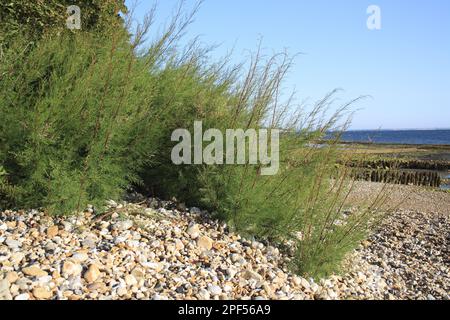 Tamarisk (Tamarix gallica) introduit des espèces, habitude, poussant au bord de la plage, Bembridge, île de Wight, Angleterre, Royaume-Uni Banque D'Images