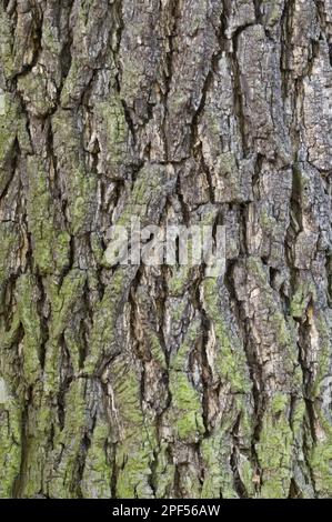 Noyer noir (Juglans nigra) gros plan de l'écorce, dans le jardin, Cambridgeshire, Angleterre, Royaume-Uni Banque D'Images