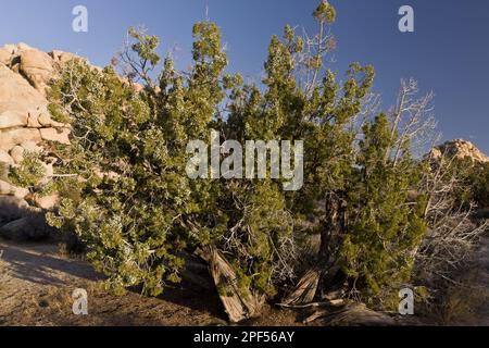 Habit california Juniper (Juniperus californica), arbre ancien poussant dans le désert, Joshua Tree N. P. Mojave Desert, utricularia ochroleuca (U.) Banque D'Images