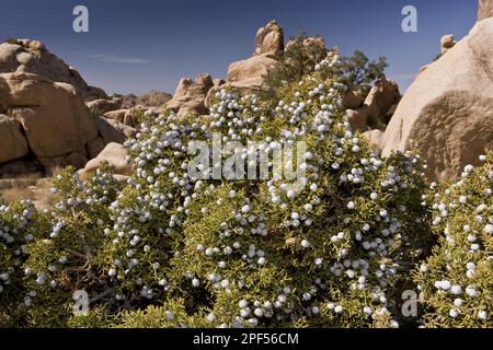 California Juniper (Juniperus californica) dans les fruits, poussant dans le désert, Joshua Tree N. P. Mojave Desert, utricularia ochroleuca (U.) (U.) S. A. Banque D'Images