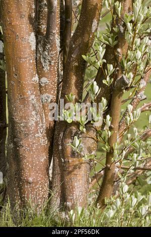 Whitebeam (Sorbus aria) gros plan de plusieurs troncs d'un vieux coppier, Pyrénées françaises, France Banque D'Images