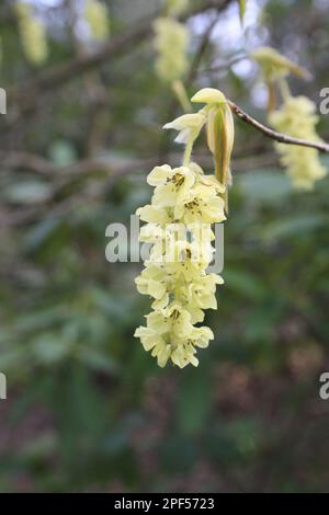 Spike Winterhazel (Corylopsis spicata) gros plan de fleurs, croissant comme ornementales dans les bois, Thornham Estate, Thornham Magna, Suffolk, Angleterre Banque D'Images