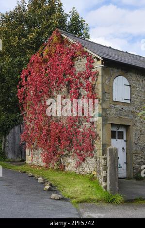 Coloration d'automne des feuilles de Virginia virginia rampante (Parthenocissus quinquefolia), escalade d'un mur d'un bâtiment en pierre, Whitewell Banque D'Images