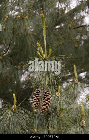 Vieux cônes et feuilles du PIN du Bhoutan (Pinus) wallichiana Banque D'Images