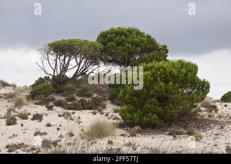 PIN, PIN de Pierre italien, PIN de Méditerranée, PIN des parapluies, famille des pins, Les pins en pierre poussent dans les dunes de sable du Coto Donana, en Espagne Banque D'Images