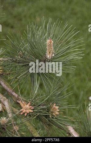 Bourgeons et feuilles de pin autrichien (pinus nigra) ssp nigra Banque D'Images