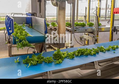 Ferme hydroponique hautement automatisée qui cultive de la laitue dans une serre énorme, Revolution Farms, Caledonia, Michigan, États-Unis Banque D'Images