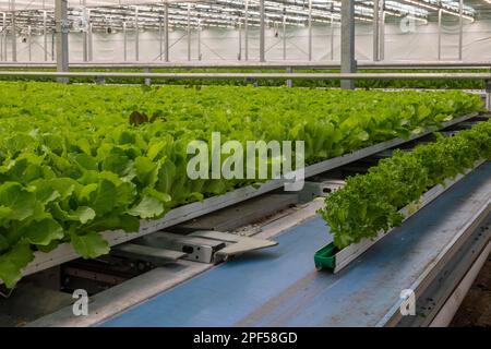 Ferme hydroponique hautement automatisée qui cultive de la laitue dans une serre énorme, Revolution Farms, Caledonia, Michigan, États-Unis Banque D'Images