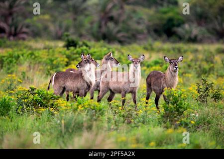 Buck ellipsen commun (Kobus ellipsiprymnus), groupe de femelles adultes, Parc des zones humides d'iSimangaliso, Kwazulu Natal, Afrique du Sud Banque D'Images