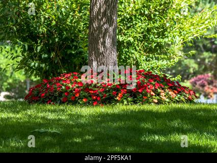 Les fleurs d'Impatiens rouges fleurissent autour d'un arbre, et s'épanouissent dans un jardin partiellement ombragé. Banque D'Images