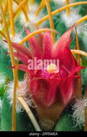 Cactus à coussinet (Mammillaria carnea), Cacataceae. Plante ornementale succulente. cactus solitaires avec fleurs roses ou rouges. Banque D'Images