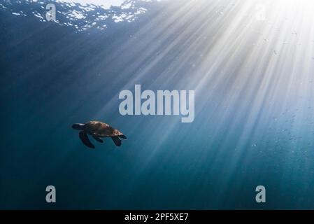 Une tortue verte (Chelonia mydas) d'Ilhabela, se Brésil Banque D'Images