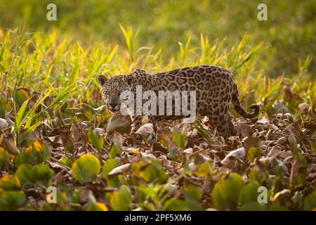 Un Jaguar (Panthera onca) du Nord Pantanal, Brésil Banque D'Images