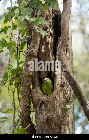 Un perroquet à fronton bleu (Amazona aestiva) à son emplacement de nid dans un creux d'arbre, Pantanal Nord, Brésil Banque D'Images