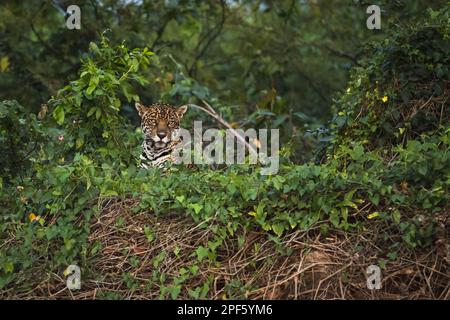 Une Jaguar de Nord Pantanal Banque D'Images
