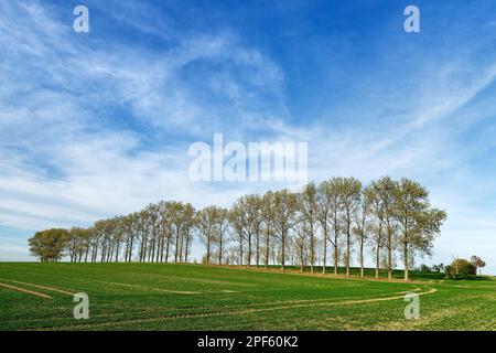 Une rangée frappante d'arbres aux couleurs de l'automne traverse un champ à faible végétation, des traces de machines agricoles, un ciel bleu avec des nuages de voile - Loca Banque D'Images