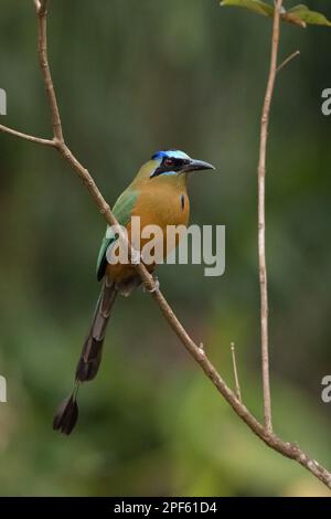 Une Motmotte amazonienne (Momotus momota) du Brésil central Banque D'Images