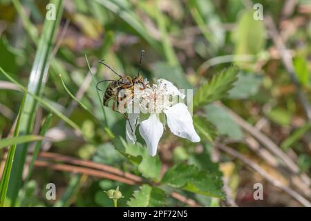 Une paire de zébrures longues bettles sur une fleur de dewberry blanche. Banque D'Images