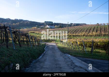 Vignobles de raisin de txakoli vallonné, fabrication de Txakoli ou chacolí légèrement mousseux, vin blanc très sec avec une forte acidité et une faible teneur en alcool, Getaria Banque D'Images