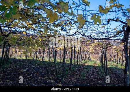 Vignobles de raisin de txakoli vallonné, fabrication de Txakoli ou chacolí légèrement mousseux, vin blanc très sec avec une forte acidité et une faible teneur en alcool, Getaria Banque D'Images