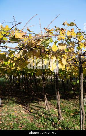 Vignobles de raisin de txakoli vallonné, fabrication de Txakoli ou chacolí légèrement mousseux, vin blanc très sec avec une forte acidité et une faible teneur en alcool, Getaria Banque D'Images