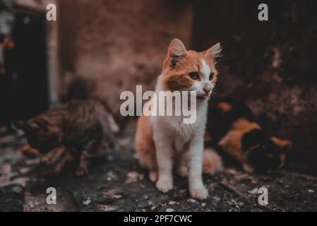 Groupe de chats sans abri dans la ville. Banque D'Images