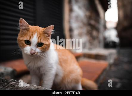 Chat solitaire sans domicile dans la rue. Banque D'Images